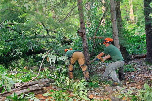 Tree Service Company in Groveland, FL